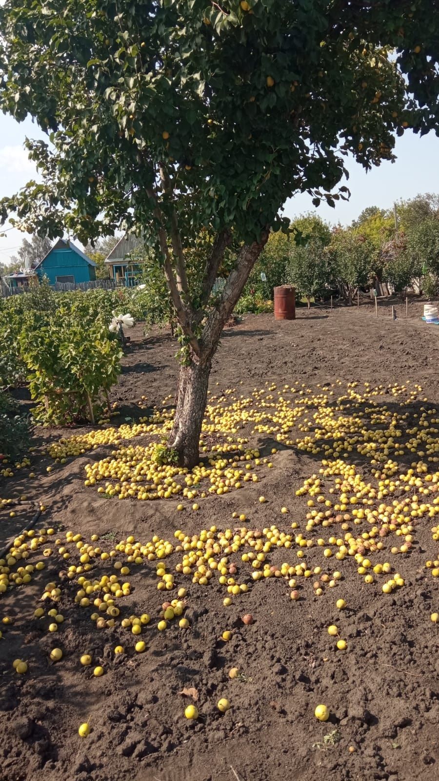 Продам дачу, с/о "Вишенка"