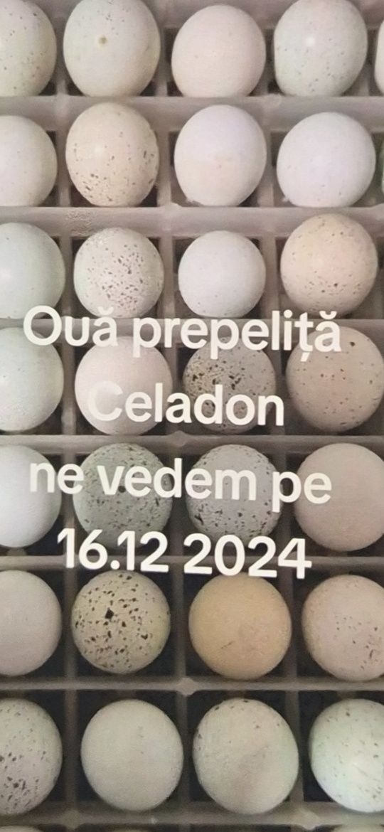 Vând pui prepeliță