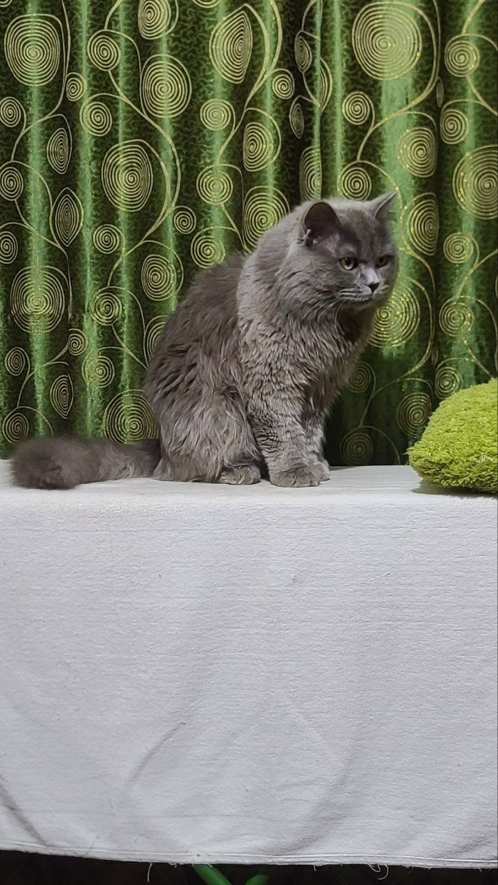 SScottish straight Vyazka(Qo'shishga)