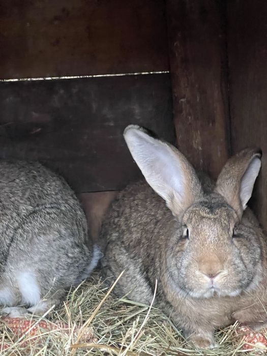 vand iepure urias german