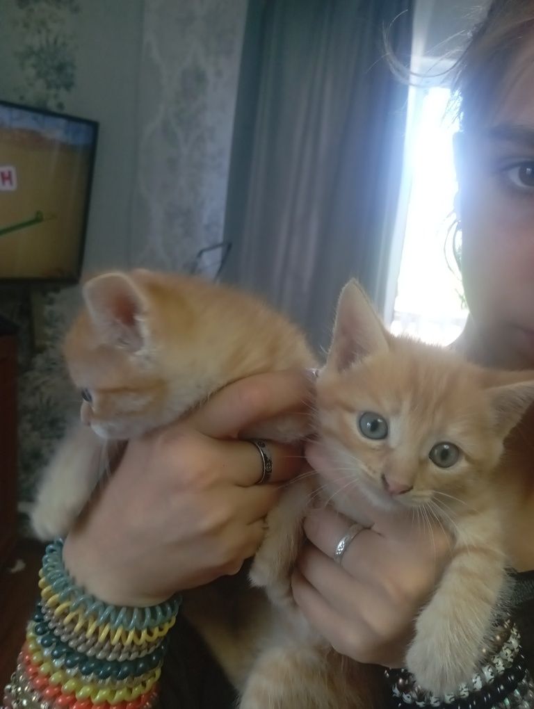 Отдам котят в добрые руки