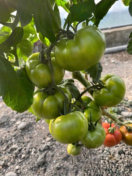 Домашни семена от селски червен и селски розов домат