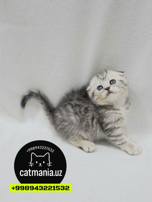 Девочка Шотландский Скоттиш фолд