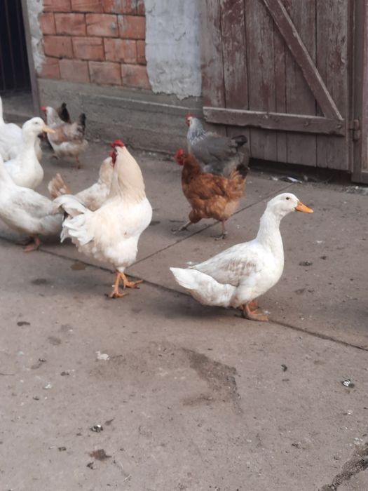 Vând rate  ,vârstă 6 luni