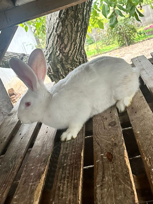 Disponibil mascul hycole francez alb