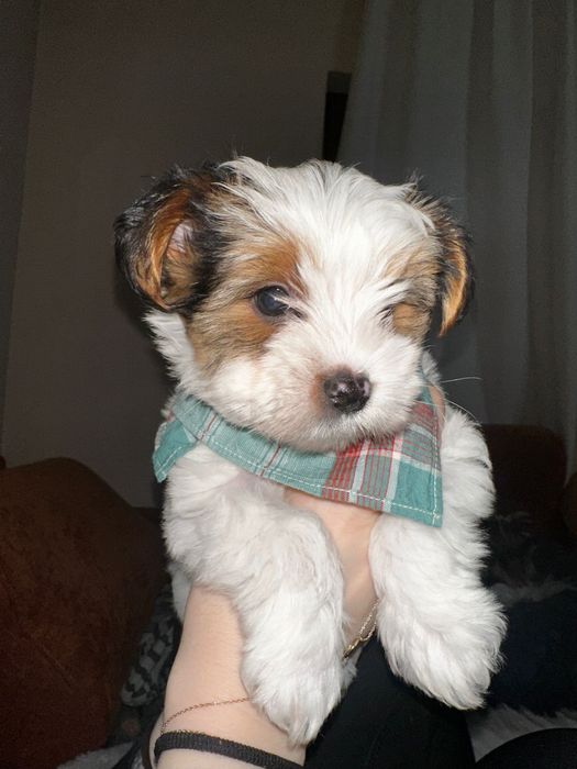 Йоркширски териер бивер