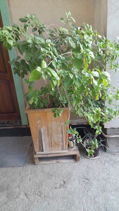 Гул тезда сотилади