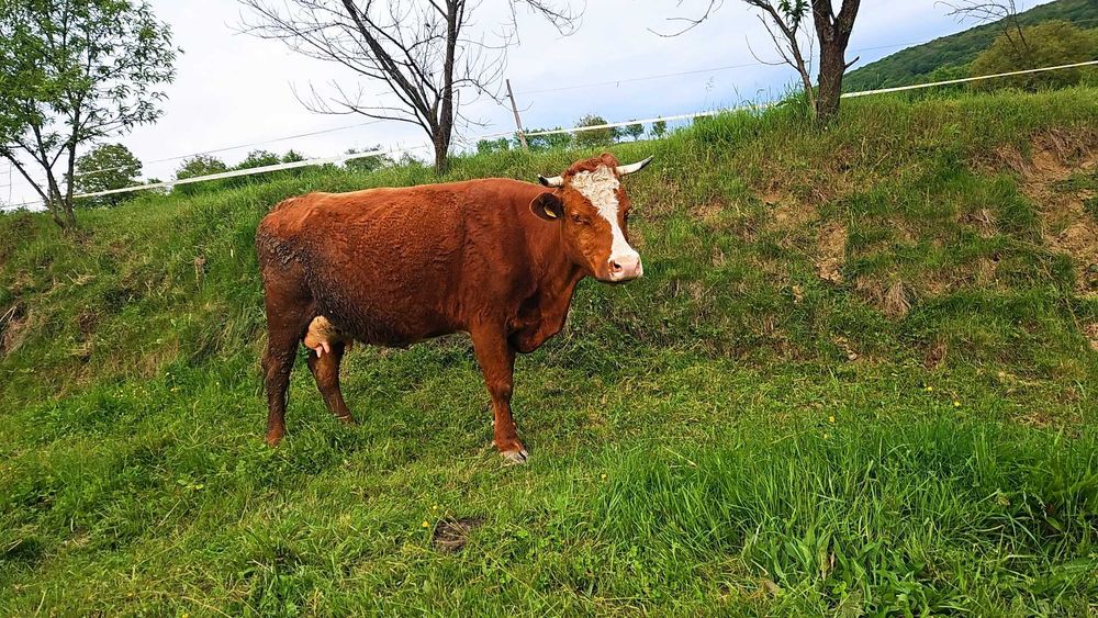 Vaca  de 6 ani ,montata de 2 luni,mai multe detalii la telefon,