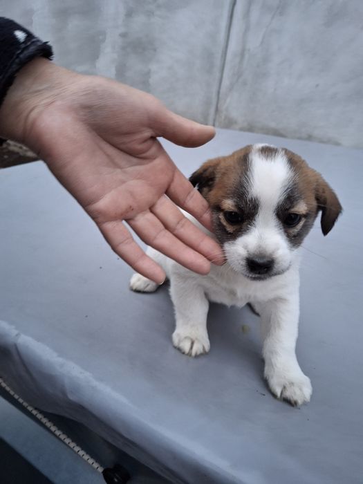 Donez/dau spre adopție cățelușă