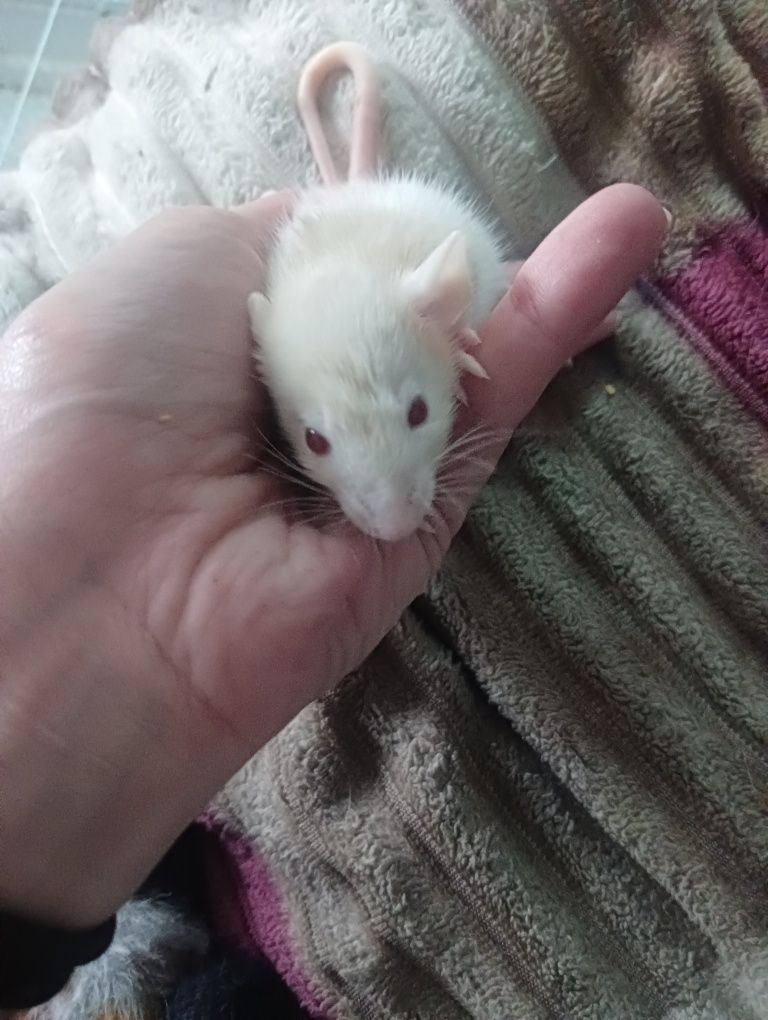 Крысята 1 месяц рвже белые