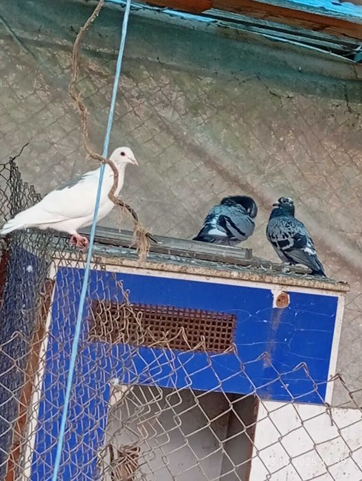 Vând porumbei voiajori (posta)