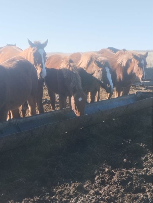 Тай, құнанға шыгар сатылады