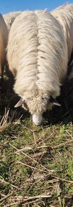 Vând oi foarte bune de lapte