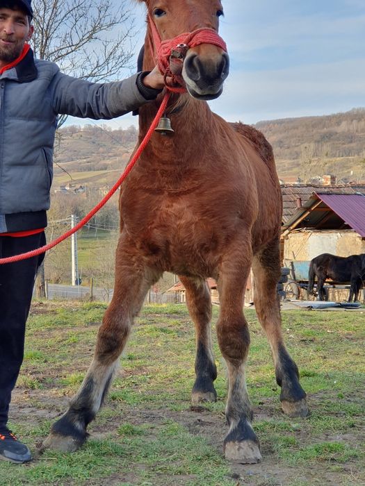 Vnd mnza de 6 luni  di cai grei