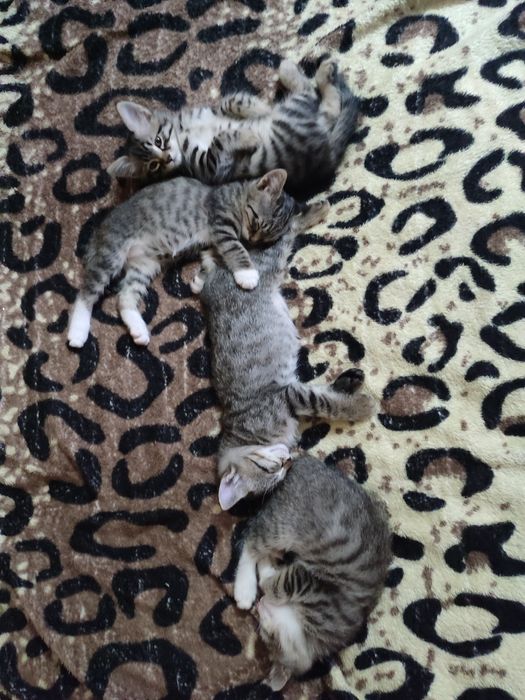 Отдадим котят в добрые руки, бесплатно.