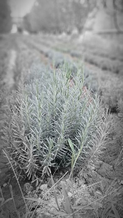 Lavanda Fransuskiy sort