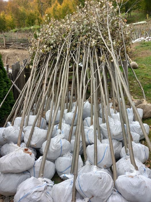 Mesteacăn cu coja alba tei mirositor platani