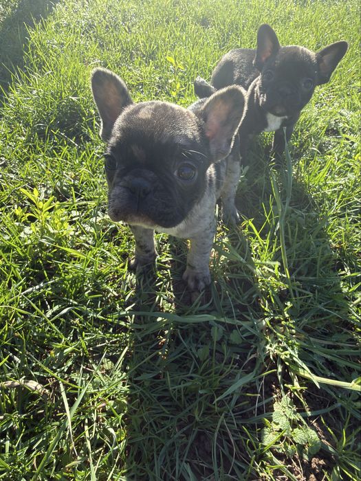 Малки Кученца / Френски Булдог