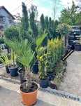 plante ornamentale tuia mestecan globular multe alte specii
