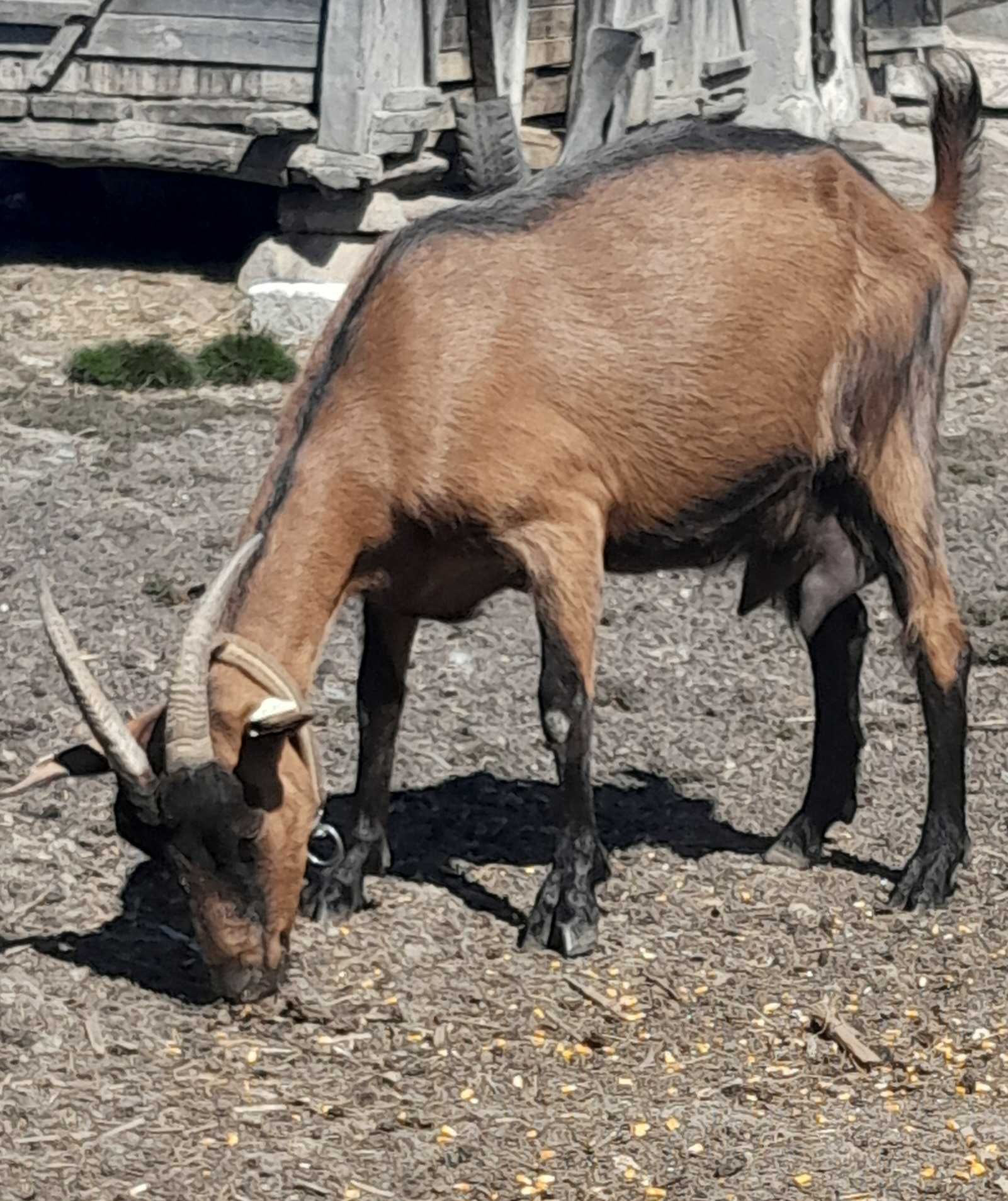 Vând capre de rasă alpină franceză  cu certificat de origine !
