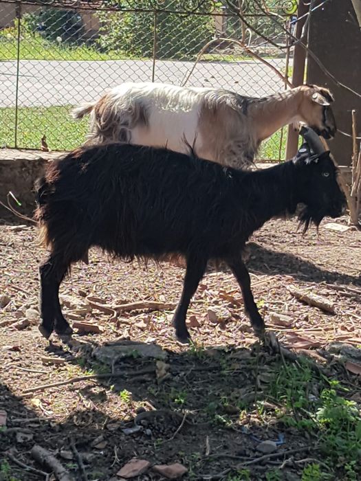 Vând 11 oi și 3 capre