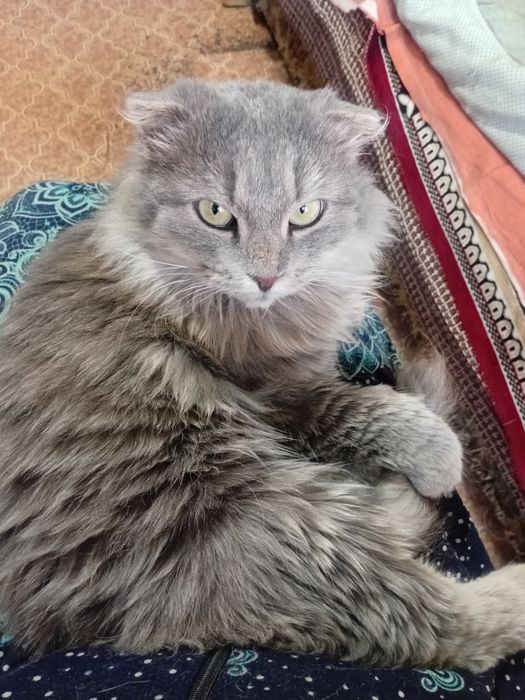 Стерилизованная британская длинношёрстная кошка. Писать на ватсап.