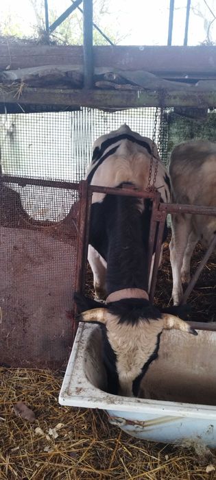 Tauri mari de vanzare