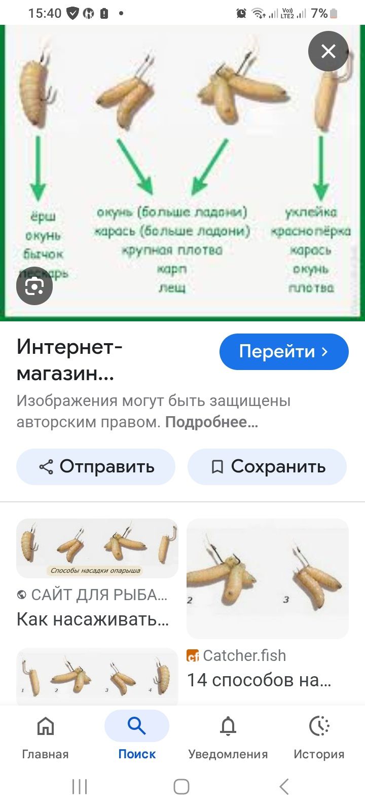 Опарыши и черви для рыбалки
