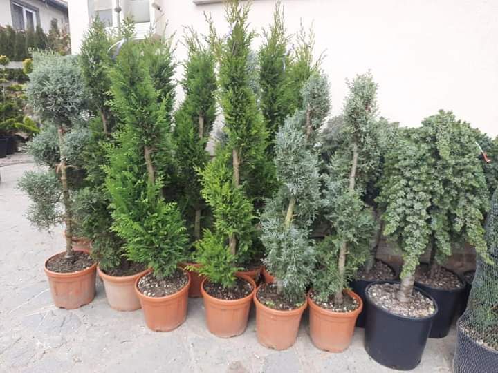 Tuia brazi spirale pon pon cedrus Danica magnolia prunus și multe alte
