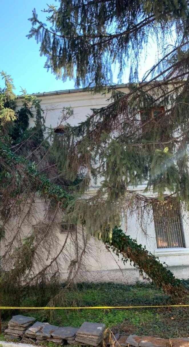 Рязане на опасни дървета и градински услуги