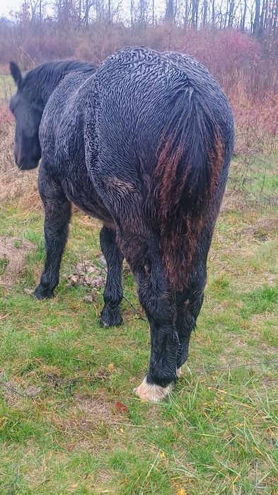 Vând mânz armăsar