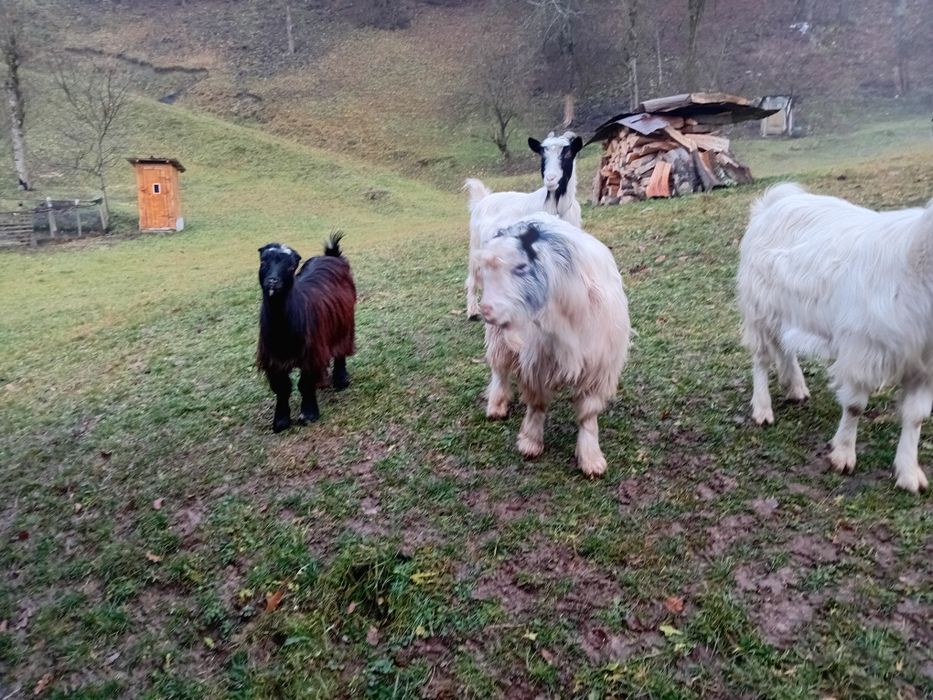 Vand o iada si un paci