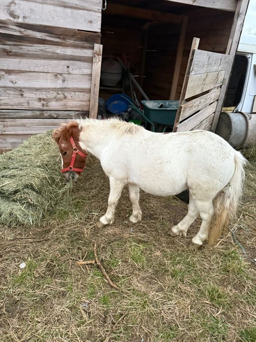 Ponei in varsta de 2 ani 85 cm la greaban  dau la schimb ..