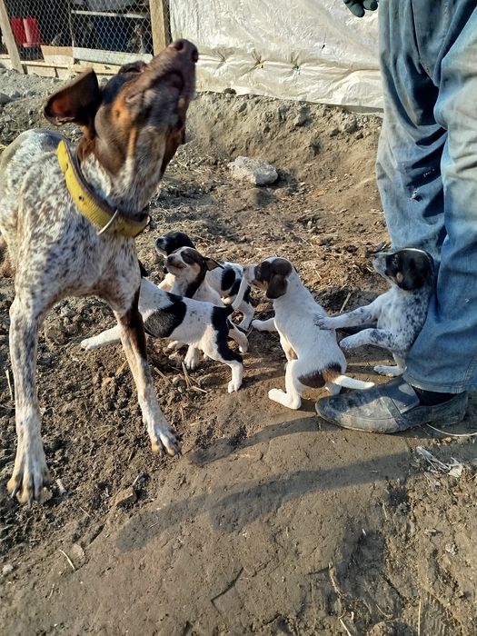 Овчи ит  боллари сотилади