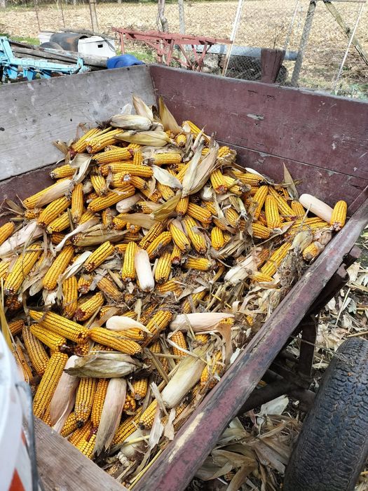 Vând mălai pe stiulet