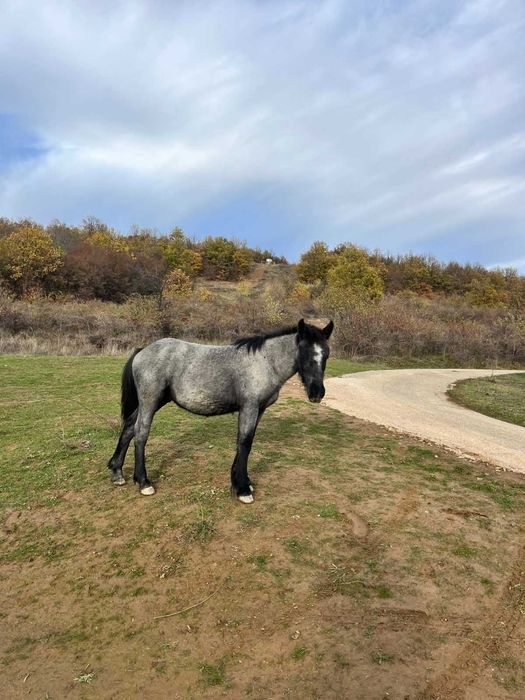 Продавам мъжки кончета
