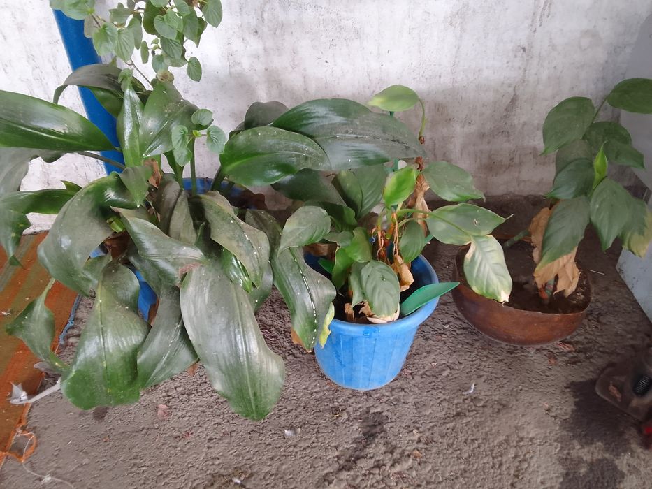 Продаю большие цветы