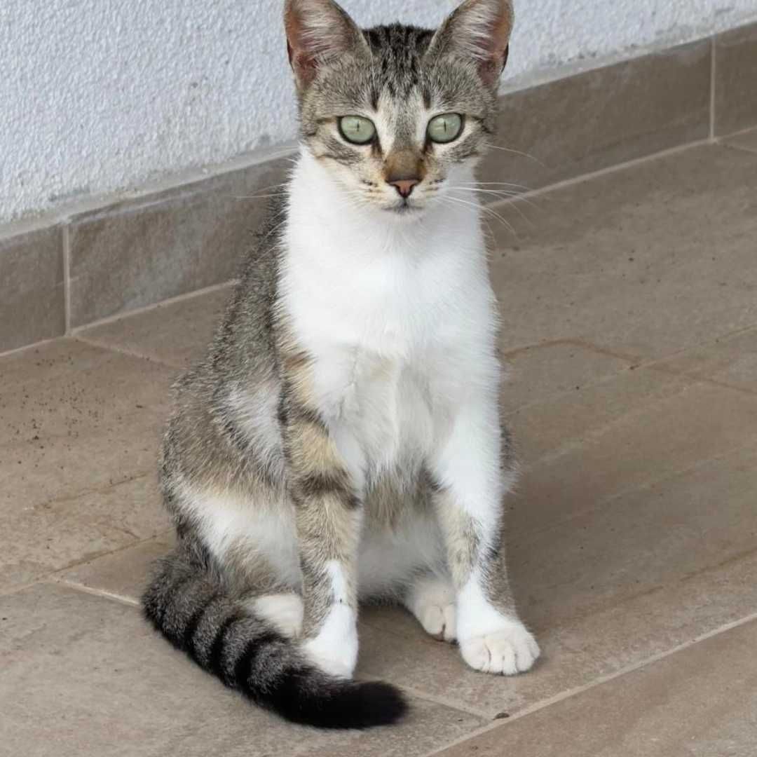 Млада котка Киса чака своя човек
