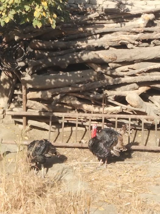 Kurkalar sotiladi