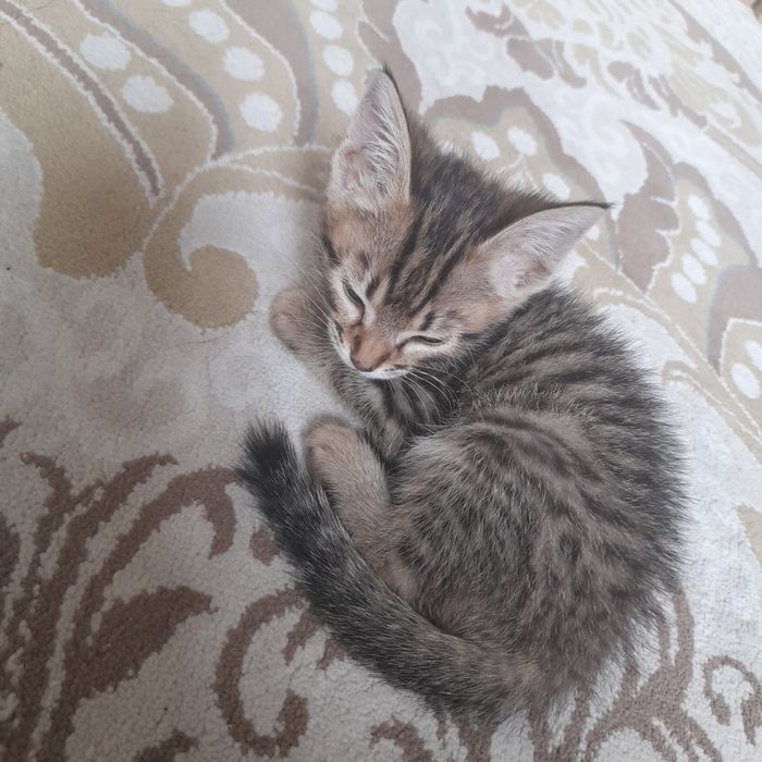 Кошка красивая,  умная