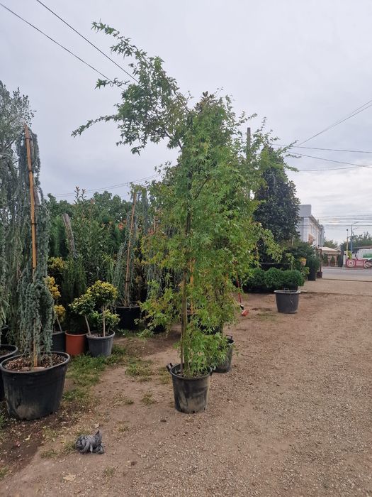 Palmier bonsai lelendy tuia smarald catalpa mesteacăn