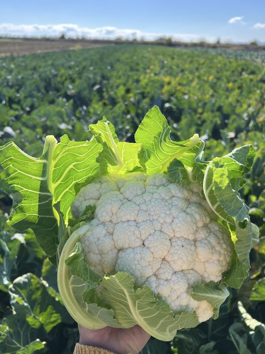 Vand conopida Santa Maria F1