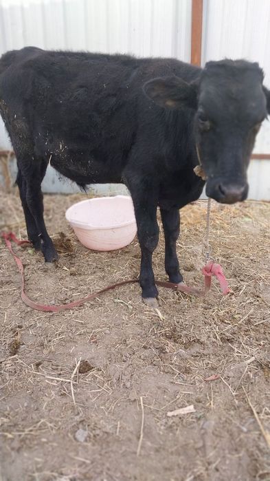 Ёш букача сотилади