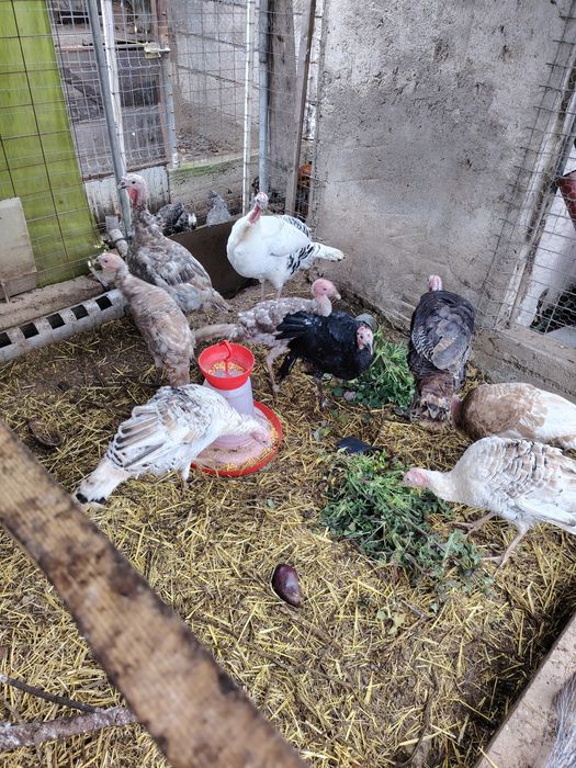 Vand gâște ,curcani și iopani