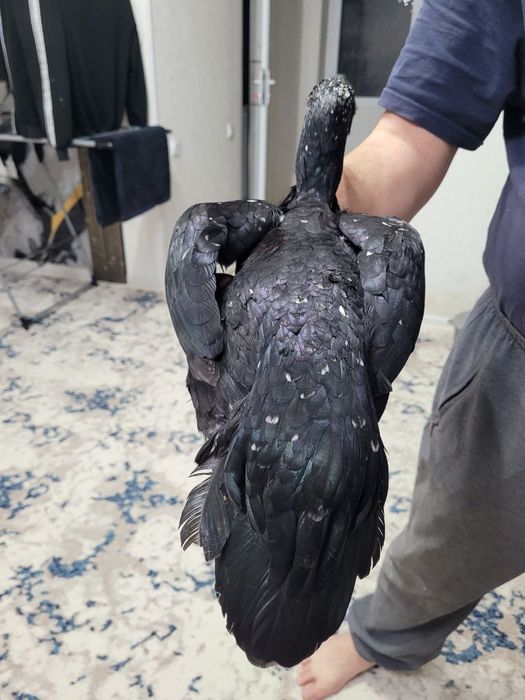 Корея + Шамо  тоза зод 1 тулак булди уршиши зур тика юради