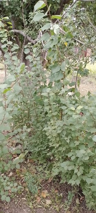 Продам саженцы абрикосов 3 года