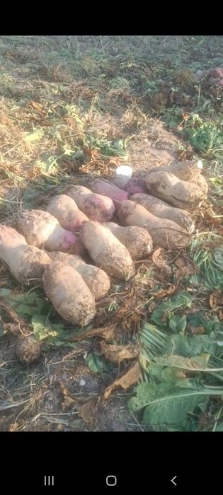 Chorva mollari uchun karmavoy lovlagilar