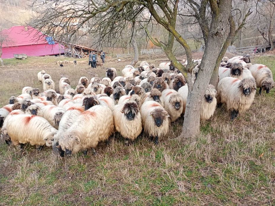 oi bucalai de vanzare