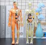 - Corpul uman 3D Model Anatomic Organe și schelet Educativ copii