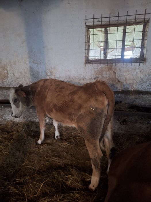 Vitea baltata de vânzare